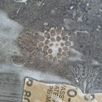 The process of stone polishing, and the hidden beauty of bluestone.

#workinprogress #polishedstone #fossils #bluestone #artistatwork